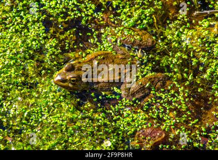 A frog in a pond of duckweed Stock Photo