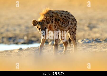 Spotted hyena, Crocuta crocuta, angry animal near the water hole, beautiful evening sunset. Animal behaviour from nature, wildlife in Etosha, Namibia, Stock Photo