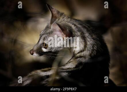 Small-spotted genet, G. genetta, in the dark forest, Etosha NP, Namibia, Africa. Night nature, detail portrait of beautiful animal, hunting in the nig Stock Photo