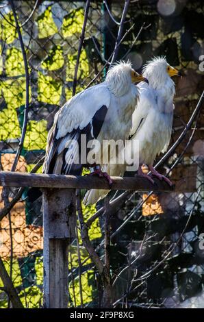 two egyptian vultures are sitting on a branch. Stock Photo