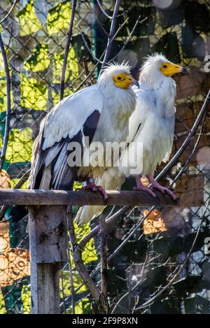 two egyptian vultures are sitting on a branch. Stock Photo