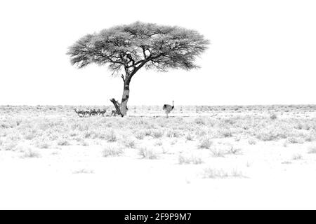 Black and white art. Dry hot day with sun in Etosha NP, Namibia. Herd of antelope springbok and ostrich hidden  below the tree, in the shadow. Animal