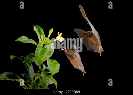 Orange nectar bat, Lonchophylla robusta, flying bat in dark night. Nocturnal animal in flight with yellow feed flower. Wildlife action scene from trop Stock Photo