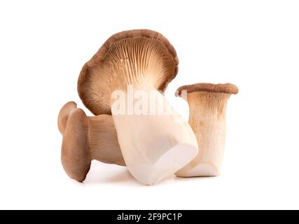 King Oyster mushrooms isolated on white background Stock Photo