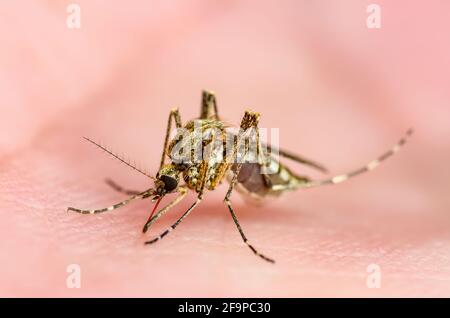 Dangerous Malaria Infected Culex Mosquito Bite, Leishmaniasis, Encephalitis, Yellow Fever, Dengue, Mayaro Disease, Zika, EEEV or EEE Virus Infectious Stock Photo