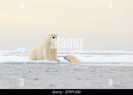 Two Polar bears relaxed on drifting ice with snow, white animals in the nature habitat, Svalbard, Norway. Two animals playing in snow, Arctic wildlife Stock Photo