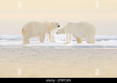 Two Polar bears relaxed on drifting ice with snow, white animals in the nature habitat, Svalbard, Norway. Two animals playing in snow, Arctic wildlife Stock Photo