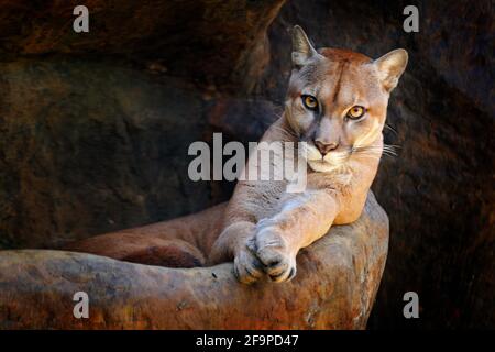 Wild big cat Cougar, Puma concolor, hidden portrait of dangerous animal with stone, USA. Wildlife scene from nature. Mountain Lion in rock habitat. Stock Photo