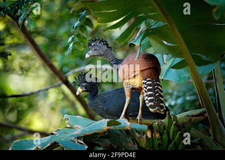 Pair of Great curassow, Crax rubra, in the nature forest habitat, birds sitting on the palm leave in green vegetation. Curassow from Costa Rica. Two a Stock Photo
