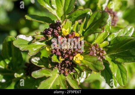 A close up of the flower heads, only partially open, of Barbarea vulgaris, also known as yellow rocketcress, winter rocket, yellow rocket. UK, spring. Stock Photo