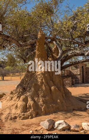 Bush landscape with a large termite mound, Namibia Stock Photo