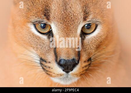 Caracal, African lynx, in green grass vegetation. Beautiful wild cat in nature habitat, Botswana, South Africa. Animal face to face walking on gravel Stock Photo