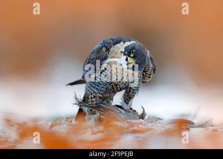 Peregrine Falcon sitting in snow with orange leaves and caught bird. Wildlife scene from nature. Bird behaviour in the cold winter. Falcon with kill d Stock Photo