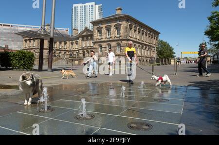 14.07.2019, Belfast, Northern Ireland, United Kingdom - Dogs enjoy themselves in summer temperatures at a ground level fountain, in the back the Custo Stock Photo