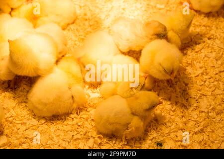 A Group of young chickens in a chicken coop under a warm lamp in sawdust Stock Photo