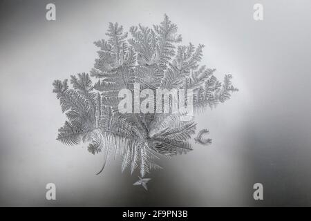 09.02.2021, Berlin, , Germany - Ice flower on a window pane. 00S210209D559CAROEX.JPG [MODEL RELEASE: NO, PROPERTY RELEASE: NO (c) caro images / Sorge, Stock Photo