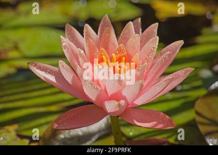 Pink Pond Lily Nymphaea caerulea 13890 Stock Photo
