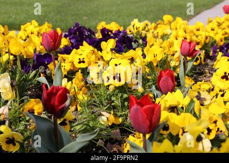 Flowers in spring: Tulips and horned violets Stock Photo