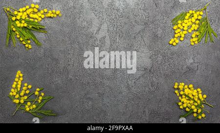 Beautiful yellow mimosa branch background over dark Stock Photo