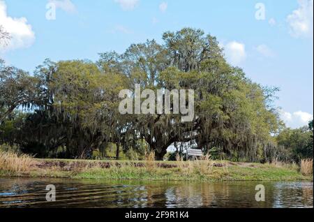 restful spot, bench, picnic table, grill, under trees, Spanish moss, by water, leisure, recreation, Lake Kissimmee State Park, Florida, Lake Wales, FL Stock Photo