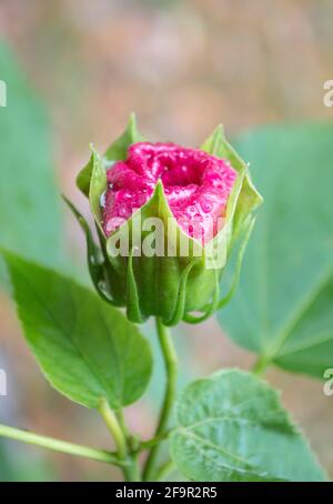 Pink Rose Bud with Green Leaves and Tan Background Stock Photo