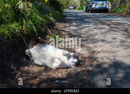 White and brown domestic cat laying on the ground and rolling around wanting attention with it's paws in the air, by the roadside in England, UK. Stock Photo