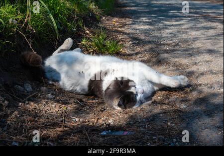 White and brown large domestic cat laying down on the ground by the roadside in England, UK. Stock Photo