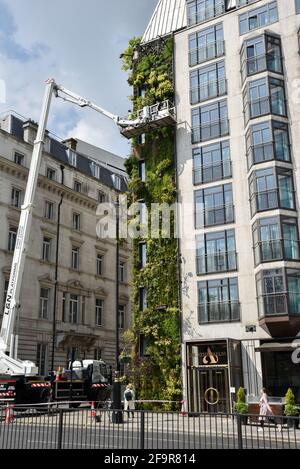 The Athenaeum, Piccadilly, London, UK. 20th Apr 2021. Gardeners working on the Living wall at The Athenaeum on Piccadilly. Credit: Matthew Chattle/Alamy Live News Stock Photo