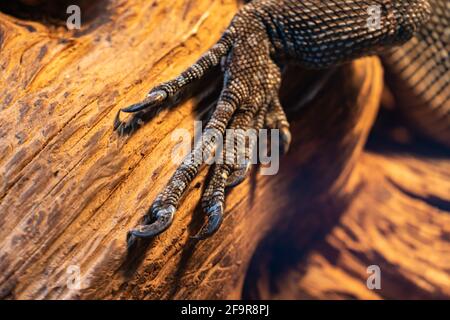 Close-up reptile paw, lizard limb with claws on a wooden background, monitor lizard or gecko paw with claws on a branch, iguana paw Stock Photo