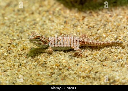 Little lizard on the sand, baby iguana, amphibian looking at the camera Stock Photo