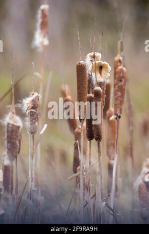 field of cat tail reeds going to fluff with great bokeh Stock Photo - Alamy
