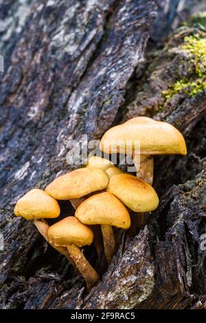 Sheathed Woodtuft Kuehneromyces mutabilis mushrooms growing on dead wood in the Highlands of Scotland Stock Photo