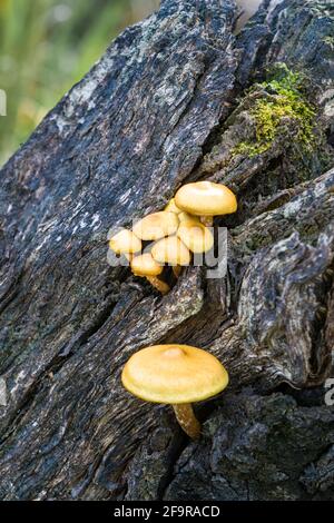 Sheathed Woodtuft Kuehneromyces mutabilis mushrooms growing on dead wood in the Highlands of Scotland Stock Photo