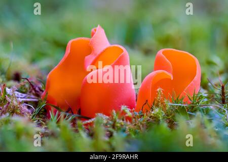 Salmon Salad or Apricot Jelly Guepinia helvelloides mushroom growing on grass in the Highlands of Scotland Stock Photo