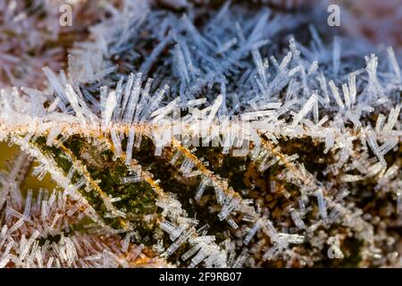 Alder Tree leaves Alnus glutinosa with a covering of frost Stock Photo