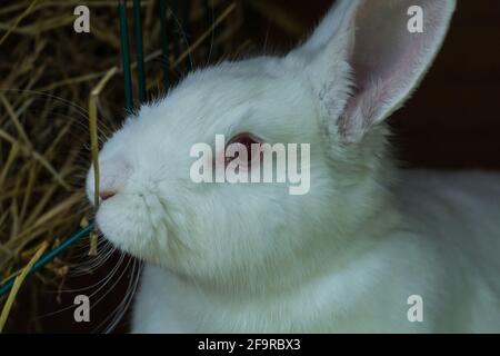little white rabbit portrait Stock Photo
