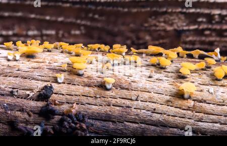 Lemon Disco Bisporella citrina fungi growing on a dead branch in the Highlands of Scotland Stock Photo