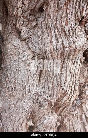 Olea europaea bark close up Stock Photo