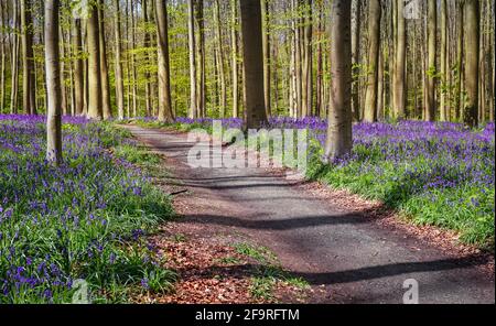 Bluebell forest with hiking path in Halle, Belgium. Stock Photo