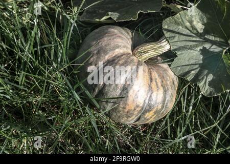 Pumpkin grows in the garden among green leaves Stock Photo - Alamy