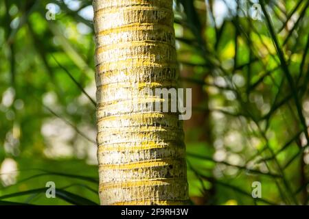Palm tree trunk close up in the jungle Stock Photo