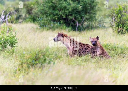 Two Spotted Hyenas in Tsavo East National Park, Kenya, Africa Stock Photo