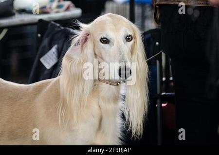 Greyhound saluki light color close-up. A beautiful hunting fast dog with long white ears. Portrait of a thoroughbred dog from a dog show close-up. Stock Photo