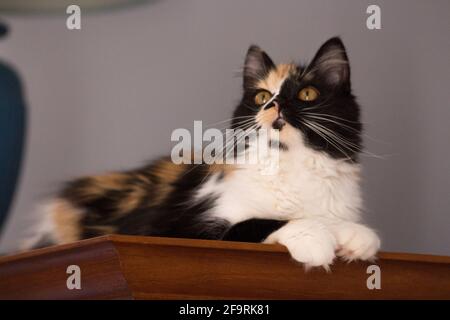 Sweet cat, tortoiseshell and white cat. Female lapjeskat. Calico cat. Stock Photo