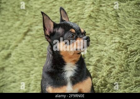 Black and tan chihuahua dog at home. Pets concept. Stock Photo