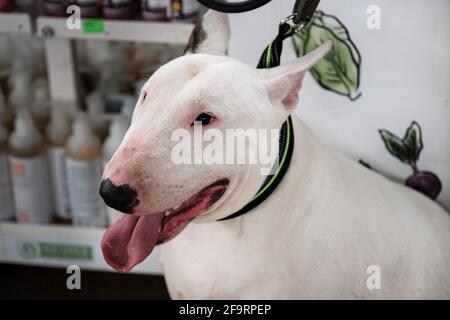 A white bull terrier with a large, muscular breed muzzle stands and smiles with a wide smile. Portrait of a thoroughbred dog from a dog show close-up. Stock Photo