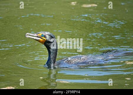 Portrait of a double crested coromant, Phalacrocorax auritus, in a freshwater pond in the Willamette Valley, Oregon. Stock Photo