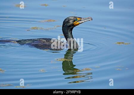 Portrait of a double crested coromant, Phalacrocorax auritus, in a freshwater pond in the Willamette Valley, Oregon. Stock Photo