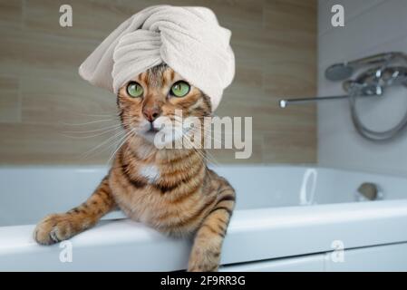 Domestic cat wrapped in a white towel in the bathroom Stock Photo