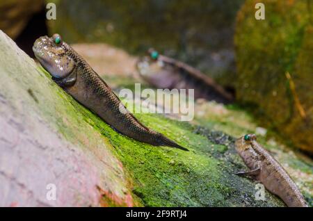 Atlantic mudskipper (Periophthalmus barbarus). Animal theme. Stock Photo